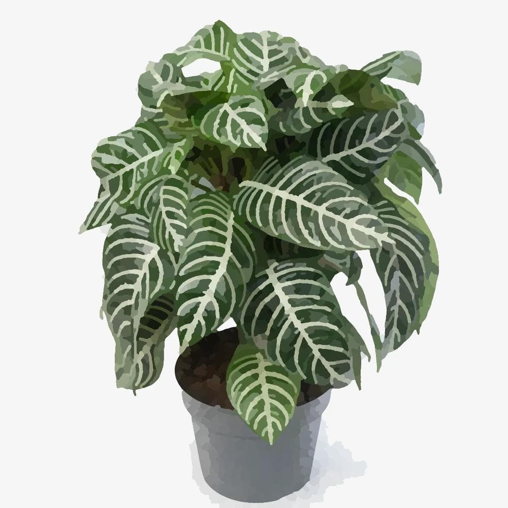 Zebra Plant
