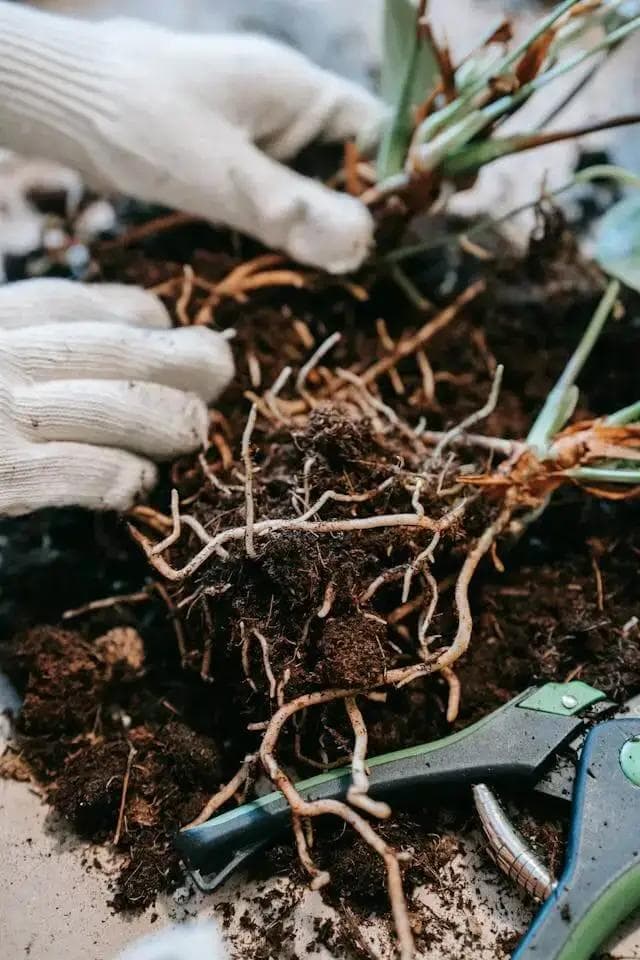Article thumbnail for Root Rot vs. Soil Mold: How to Tell the Difference